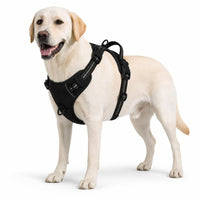 Labrador con arnes ROVYX color negro