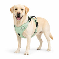 Labrador con arnes ROVYX color verde claro