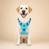 Labrador con arnés ROVYX puesto, vista frontal