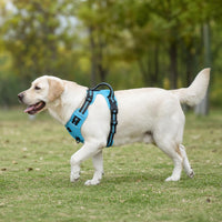 Perro paseando con el arnés ROVYX, vista lateral