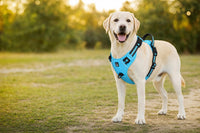 Perro paseando feliz con el arnés ROVYX en el parque